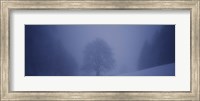 Trees on a snow covered landscape, Schauinsland, Germany Fine Art Print