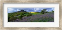 Bluebell Flowers In A Field, Cleveland, North Yorkshire, England, United Kingdom Fine Art Print