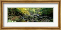 Stream Flowing Through Forest, Eller Beck, England, United Kingdom Fine Art Print
