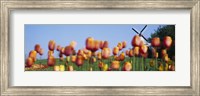 Tulip Flowers With A Windmill In The Background, Holland, Michigan, USA Fine Art Print