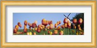 Tulip Flowers With A Windmill In The Background, Holland, Michigan, USA Fine Art Print