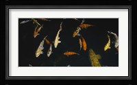 Close-up of a school of fish in an aquarium, Japanese Koi Fish, Capitol Aquarium, Sacramento, California, USA Fine Art Print
