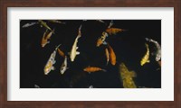 Close-up of a school of fish in an aquarium, Japanese Koi Fish, Capitol Aquarium, Sacramento, California, USA Fine Art Print