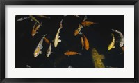 Close-up of a school of fish in an aquarium, Japanese Koi Fish, Capitol Aquarium, Sacramento, California, USA Fine Art Print