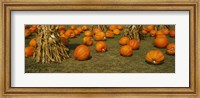 Corn plants with pumpkins in a field, South Dakota, USA Fine Art Print