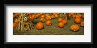 Corn plants with pumpkins in a field, South Dakota, USA Fine Art Print