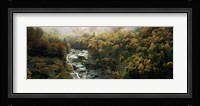 High angle view of trees in a forest, Simplon Pass, Switzerland Fine Art Print