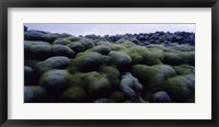 Close-up of moss on rocks, Iceland Fine Art Print