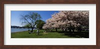 Group of people in a garden, Cherry Blossom, Washington DC, USA Fine Art Print