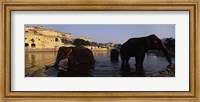 Three elephants in the river, Amber Fort, Jaipur, Rajasthan, India Fine Art Print