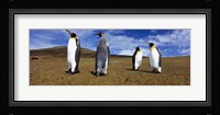 Four King penguins standing on a landscape, Falkland Islands (Aptenodytes patagonicus) Fine Art Print