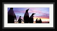 Silhouette of a group of Gentoo penguins, Falkland Islands (Pygoscelis papua) Fine Art Print