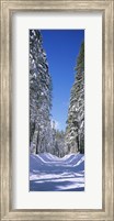 Trees on both sides of a snow covered road, Crane Flat, Yosemite National Park, California (vertical) Fine Art Print