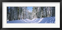 Trees in a row on both sides of a snow covered road, Crane Flat, Yosemite National Park, California, USA Fine Art Print