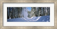 Trees on both sides of a snow covered road, Crane Flat, Yosemite National Park, California (horizontal) Fine Art Print