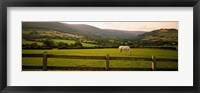 Horse in a field, Enniskerry, County Wicklow, Republic Of Ireland Fine Art Print
