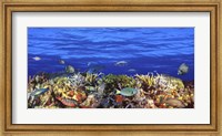 Fish swimming near a Coral Reef Fine Art Print