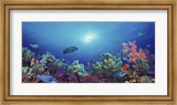 School of fish swimming near a reef, Indo-Pacific Ocean Fine Art Print