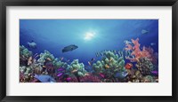 School of fish swimming near a reef, Indo-Pacific Ocean Fine Art Print