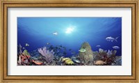 School of fish swimming in the sea Fine Art Print