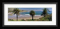 High angle view of palm trees on the beach, Refugio State Beach, Santa Barbara, California, USA Fine Art Print