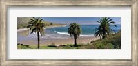 High angle view of palm trees on the beach, Refugio State Beach, Santa Barbara, California, USA Fine Art Print