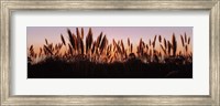 Silhouette of grass in a field at dusk, Big Sur, California, USA Fine Art Print