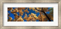 Low angle view of cottonwood tree, Canyon De Chelly, Arizona, USA Fine Art Print