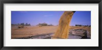 Soybeans harvesting, Minnesota Fine Art Print