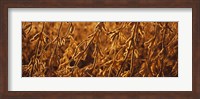 Close-up of ripe soybeans, Minnesota, USA Fine Art Print