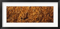 Close-up of ripe soybeans, Minnesota, USA Fine Art Print