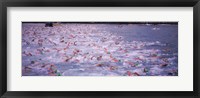 Triathlon athletes swimming in water in a race, Ironman, Kailua Kona, Hawaii, USA Fine Art Print