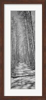 Trees along a road, Log Cabin Gold Mine, Eastern Sierra, Californian Sierra Nevada, California (black and white) Fine Art Print
