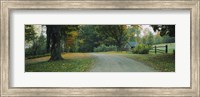 Trees at a Roadside, Vermont Fine Art Print