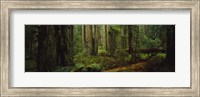 Hoh Rainforest Trees, Olympic National Park Fine Art Print