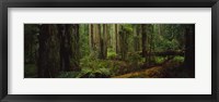Hoh Rainforest Trees, Olympic National Park Fine Art Print
