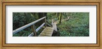 Wooden Path in Pacific Rim National Park Fine Art Print