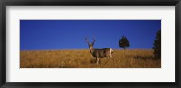 Mule Deer in Field Fine Art Print