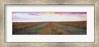 Canola crop in a field, Edmonton, Alberta, Canada Fine Art Print