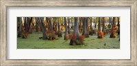 Bald cypress trees (Taxodium disitchum) in a forest, Illinois, USA Fine Art Print