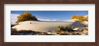 Desert plants in White Sands National Monument, New Mexico Fine Art Print