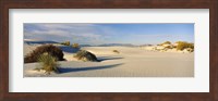Desert plants in a desert, White Sands National Monument, New Mexico, USA Fine Art Print