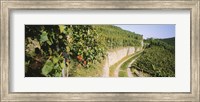 Gravel road passing through vineyards, Vaihingen An Der Enz, Baden-Wurttemberg, Germany Fine Art Print