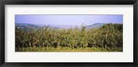 Apple trees in an orchard, Weinsberg, Heilbronn, Stuttgart, Baden-Wurttemberg, Germany Fine Art Print