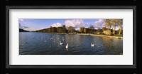 Flock of swans swimming in a lake, Chateau de Versailles, Versailles, Yvelines, France Fine Art Print