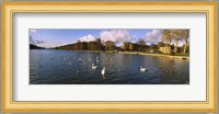 Flock of swans swimming in a lake, Chateau de Versailles, Versailles, Yvelines, France Fine Art Print