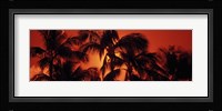 Palm trees at dusk, Kalapaki Beach, Hawaii Fine Art Print