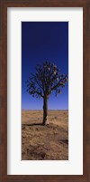 Joshua tree (Yucca brevifolia) in a field, California, USA Fine Art Print