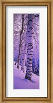 Birch trees at the frozen riverside, Vuoksi River, Imatra, Finland Fine Art Print