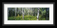 Field of Rocky Mountain Aspens Fine Art Print
